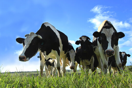 A Group of Curious Cows