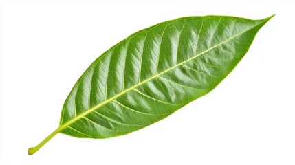 Obraz premium Green Leaf Botanical Detail