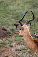 impala lyre horns, African black-footed antelope. Kruger National park, South Africa