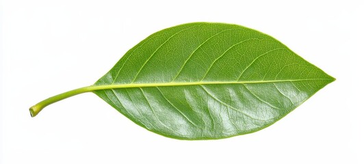 Obraz premium Single Leaf Green Detail