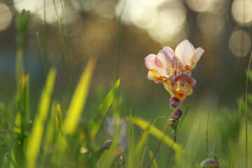 Backlit Freesia Bulb Flowering Among Grass Stalks