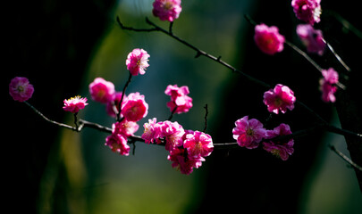The plum blossoms bloom in spring
