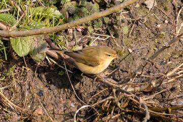 Swift chiffchaff Perched on a Branch in Nature