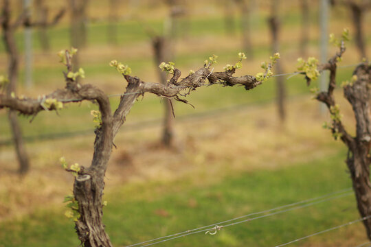 New growth on grape vines
