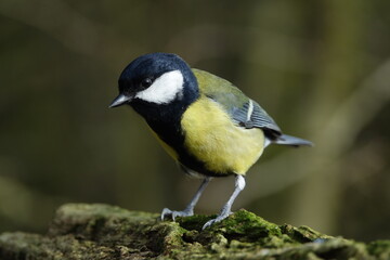 great tit (Parus major)