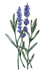 Watercolor hand painting element. Illustration isolated on white background. Summer flowers, lavender, violet.