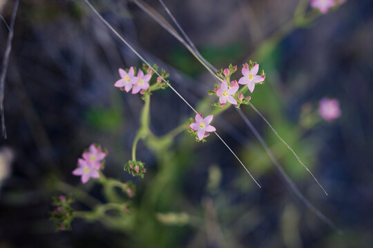 Purple native Australian flowers