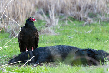 Turkey vulture (Cathartes aura) feeding on the carcass of a feral hog / feral pig in Myakka River State Park in Florida.