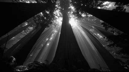 A vibrant colors background featuring a misty forest scene in colorful, with tall trees shrouded in fog creating a mysterious and atmospheric visual effect 09