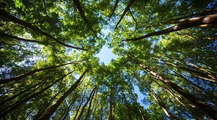 Obraz premium A beautiful view of the serene sky through lush green trees in a peaceful environment