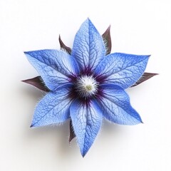 Stunning Light Blue Flower Blossom Close up Macro Shot of Delicate Petals Botanical Photography