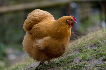 Golden hen foraging on grassy terrain in a serene rural setting during daylight hours