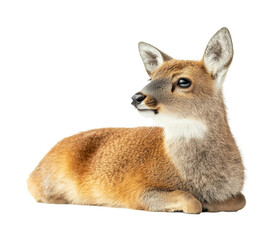 Fototapeta premium Graceful deer portrait in natural habitat isolated on transparent background png