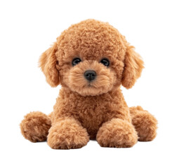 Cute puppy portrait animal isolated on transparent background png