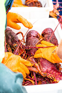 King Island Cray Fish are packed ready for shipment