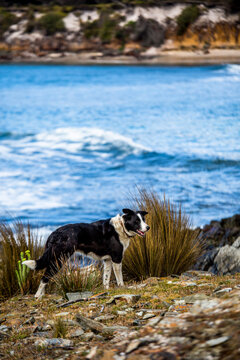 A friendly border collie sheep dog standing on the shoreline of King Island