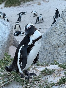 Pinguin am Boulders Beach, Simons Town, Kapstadt, S&uuml;dafrika