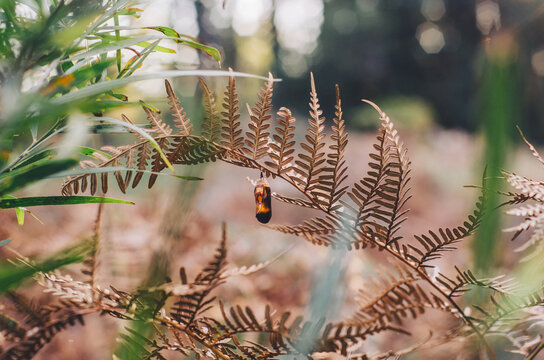Monarch Caterpillar Cocoon