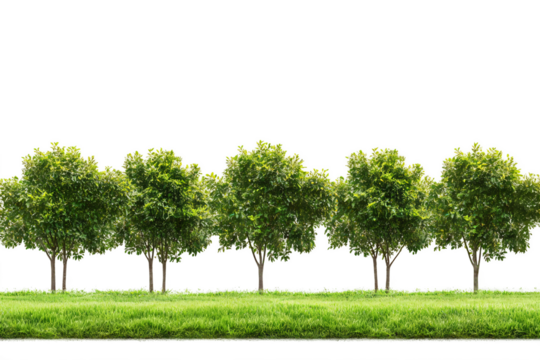 a row of trees in a grassy area