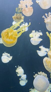 footage of beautiful jellyfish swimming in a tank at OdySea Aquarium in Scottsdale Arizona USA