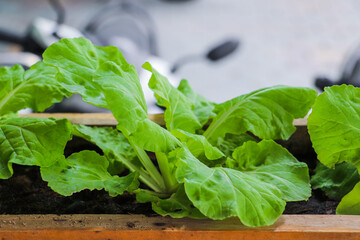 Fresh Green Lettuce Growing in a Wooden Planter Box