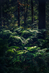 Dark green lush ferns in the forest