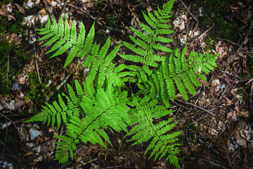 Top view radial fern leaves on the forest ground