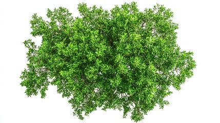 Fototapeta premium Bright Green Tree, Isolated on White