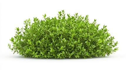 Obraz premium Symmetrical Green Bush, Isolated on White