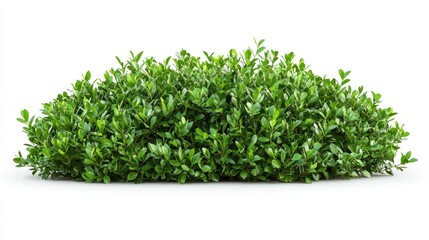 Obraz premium Symmetrical Green Bush, Isolated on White