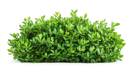 Obraz premium Symmetrical Green Bush, Isolated on White