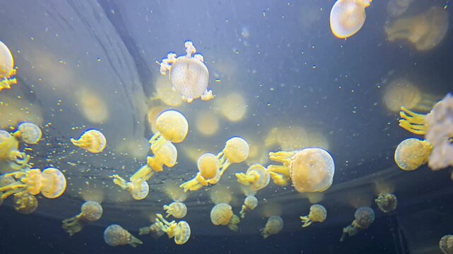 footage of beautiful jellyfish swimming in a tank at OdySea Aquarium in Scottsdale Arizona USA