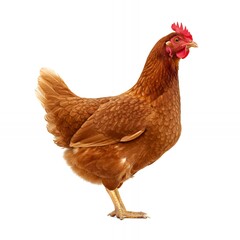 Fototapeta premium Brown Chicken Standing Isolated on White Background Poultry Breed