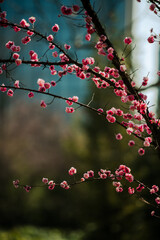 The plum blossoms bloom in spring