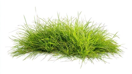 Fresh Green Grass, Isolated on White