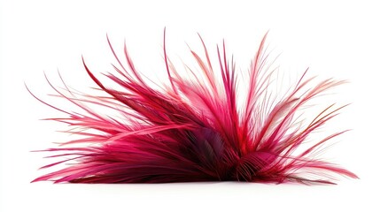 Obraz premium Elegant Red Pink Feather, Isolated on White