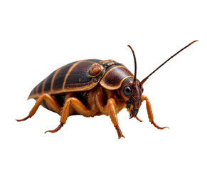 Naklejka premium Detailed cockroach with a transparent background