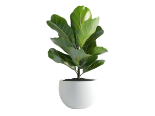 A fiddle leaf fig plant stands prominently in a sleek white pot, featuring large glossy leaves that bring a vibrant touch to indoor spaces, ideal for enhancing home decor.