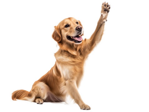 A cheerful golden retriever is sitting and playfully raising its paw in a lively gesture, expressing joy and friendliness. The background is plain white, enhancing the dog's features. - Powered by Adobe