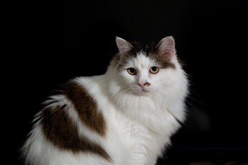 Fluffy white cat with brown spots sitting against a dark background