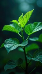 Dew-kissed cassava leaves glisten in moonlight, plant, night