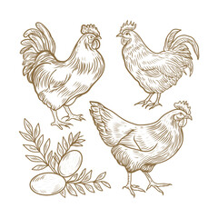 Set of hen and chicken, eggs. Vintage farm sketch illustration. 