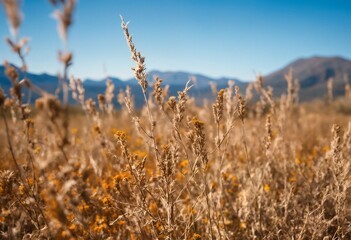 Fototapeta premium Wildflowers and wheat grass growing in a field with mountains in the background.