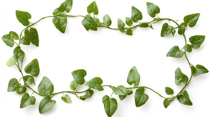 Fototapeta premium Green Leaves Frame, Isolated on White
