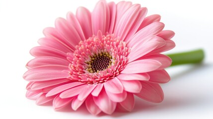 Pink Flower, Isolated on White