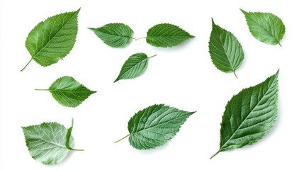 Naklejka premium Flying Green Leaves, Isolated on White