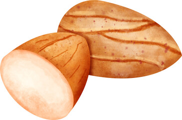 watercolor almond