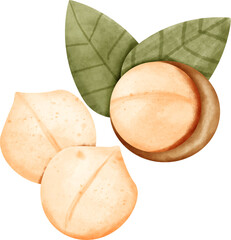 watercolor chickpea