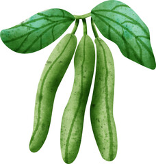 watercolor green bean
