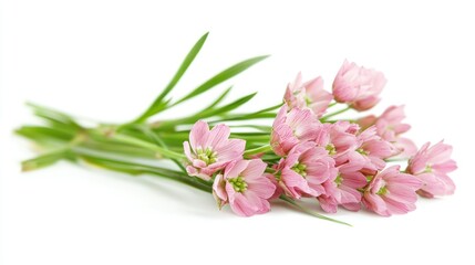 Fototapeta premium Pink Flowers Stem, Isolated on White